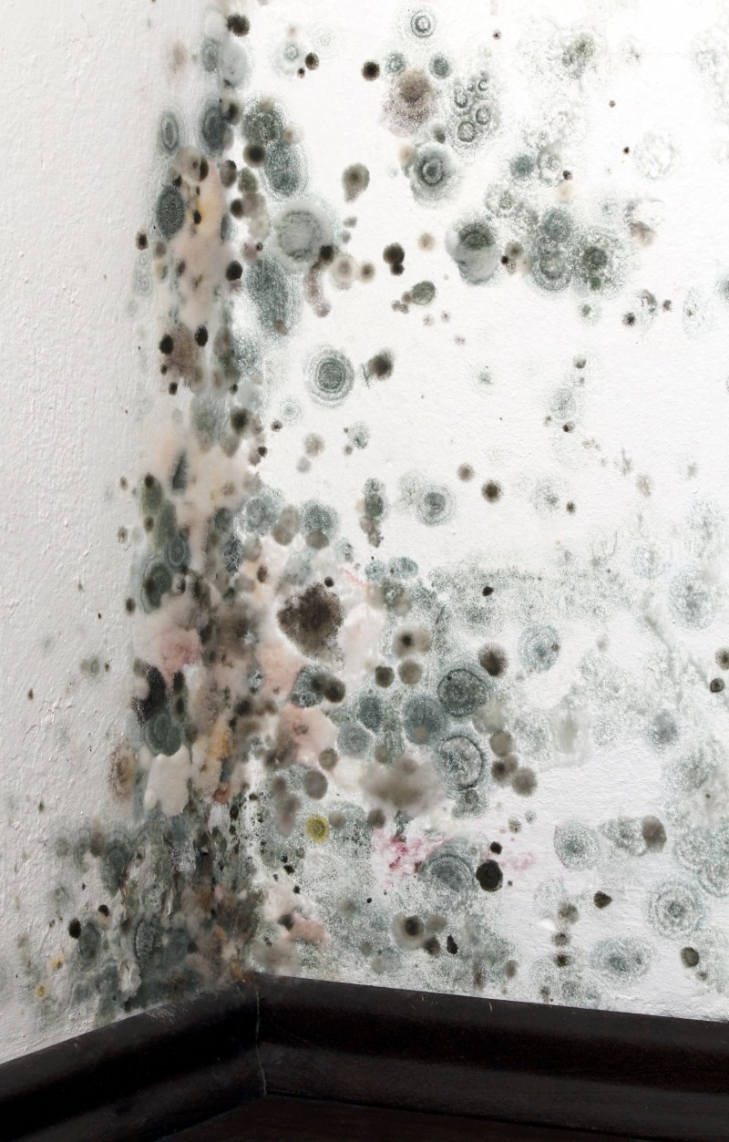 The Basics Of Mold Damage Remediation