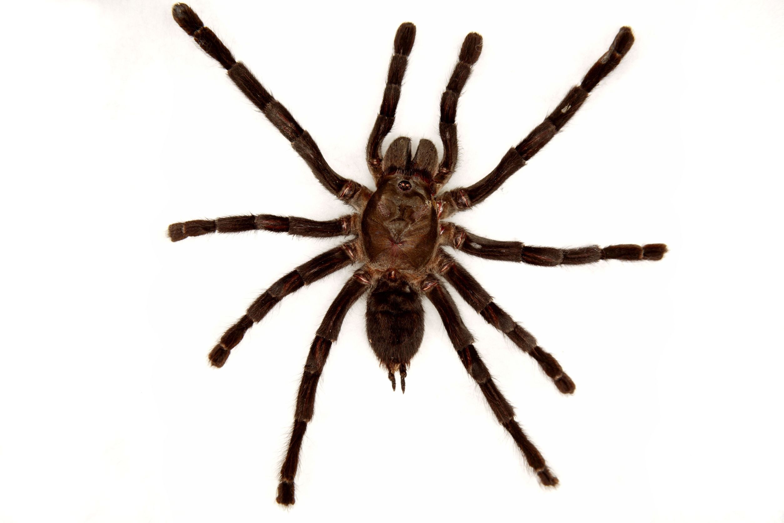 Home Spider Control and When To Call Spiders Removal Services In Fairfax VA