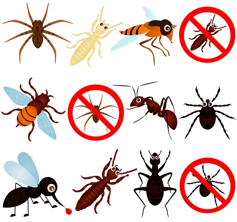 Get the Facts About Termite Control