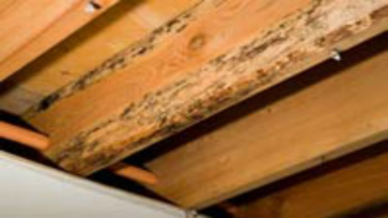 Tips for Hiring Professionals Specialized in Wildlife Removal Services in Ashburn VA