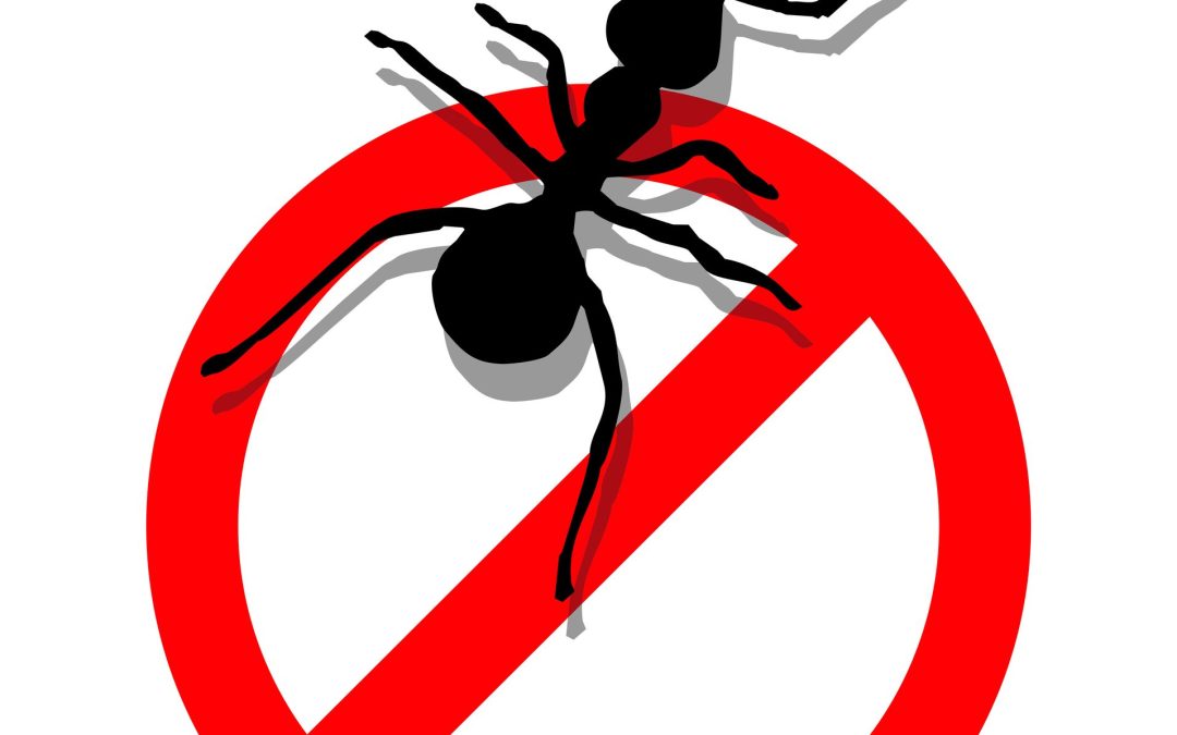 What You Should Know About Professional Pest Control Services in Minnesota