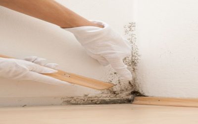 The Health Risks of Mold and the Importance of Expert Mold Remediation Services in Omaha, NE