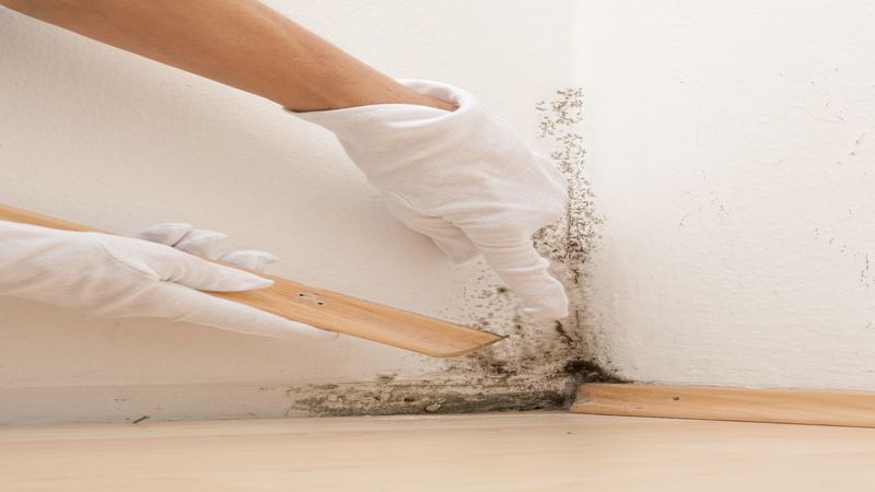 The Health Risks of Mold and the Importance of Expert Mold Remediation Services in Omaha, NE