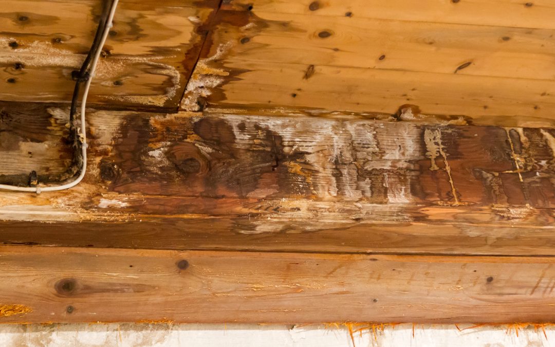 Protect Your Home From Costly Mold With Water Damage Restoration In Hayden ID Solutions