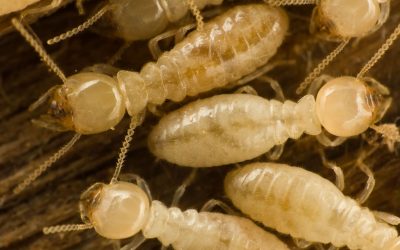 Protect Your Home Investment With Trusted Termite Control in Richmond VA