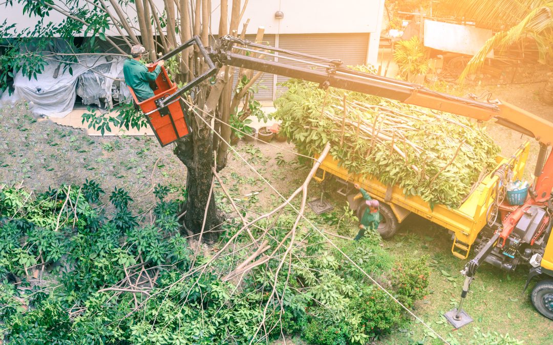 Property Value Gains Linked to Commercial Tree Service in Jacksonville FL for Businesses